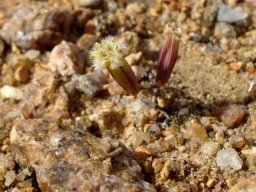Tylecodon similis