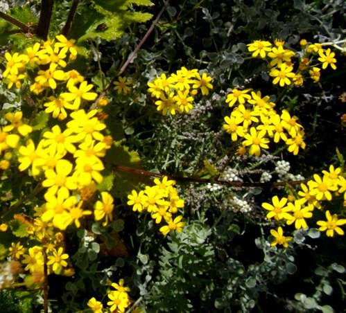 Cineraria lobata flowerheads