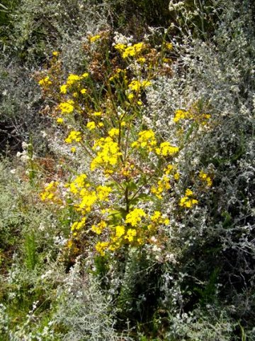 Cineraria lobata