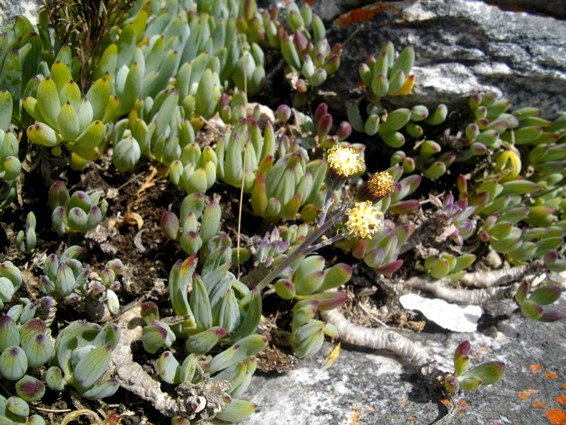 Curio crassulifolius showy leaves, dull flowerheads