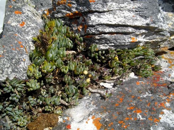 Curio crassulifolius