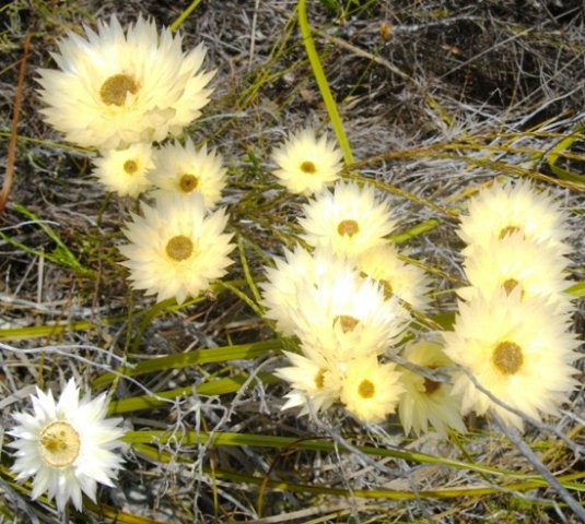 Edmondia sesamoides pale yellow bracts, brown centres