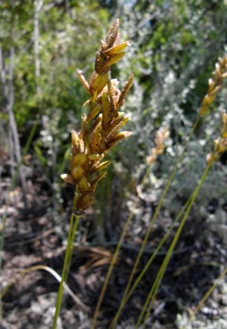 Eragrostis capensis