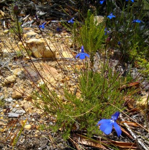 Lobelia chamaepitys at Salmonsdam