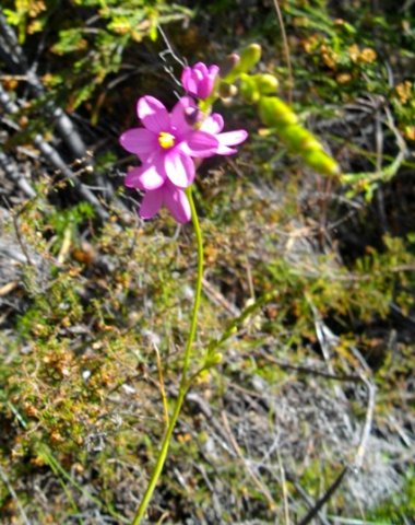 Ixia stricta