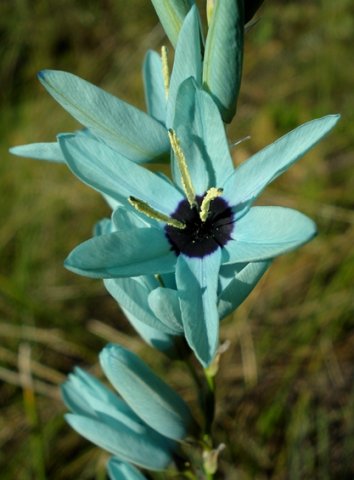 Ixia