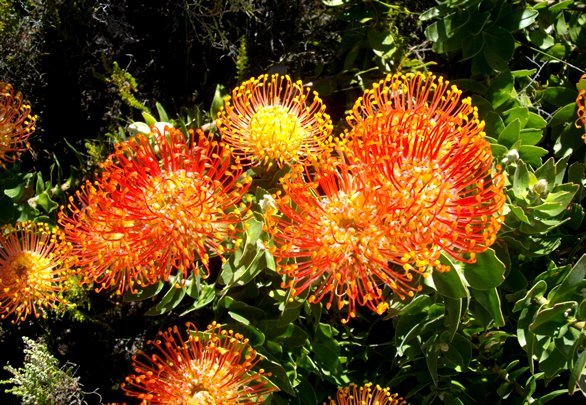 Leucospermum patersonii heads