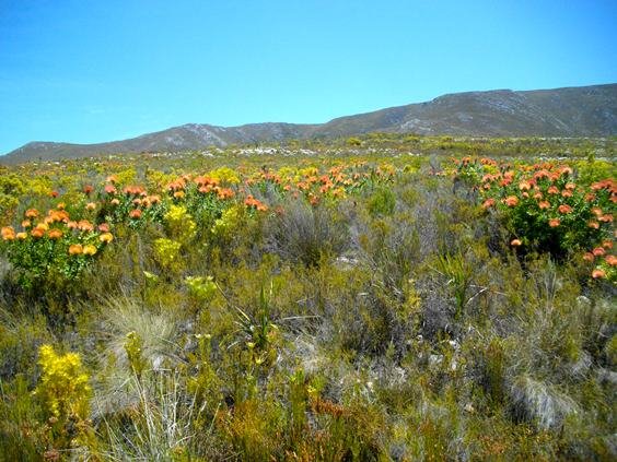 Leucospermum patersonii at Salmonsdam