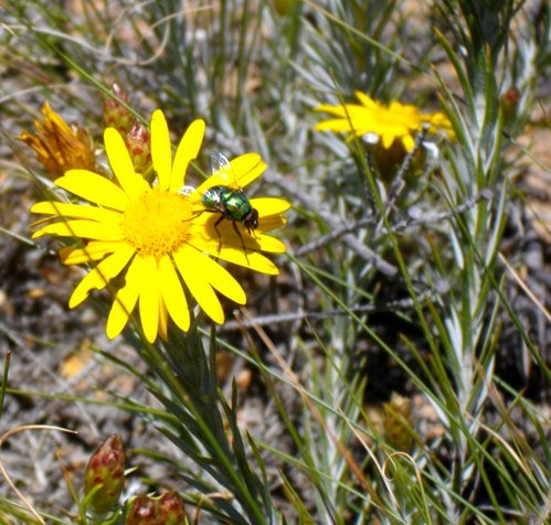 Leysera gnaphalodes and green bottle fly