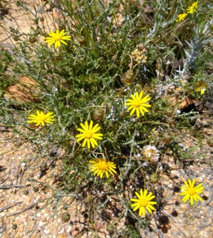 Leysera gnaphalodes flowering and fruiting