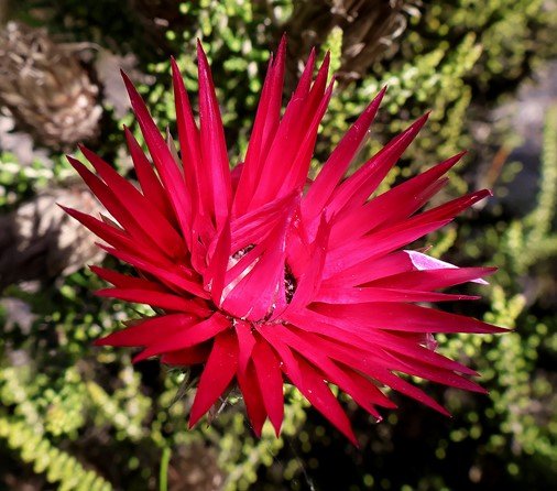 Phaenocoma prolifera young flowerhead