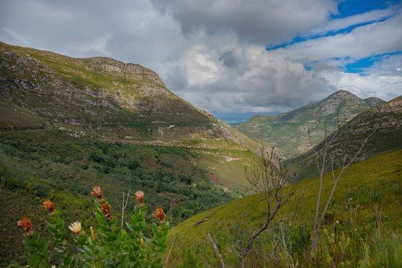 Protea aurea subsp. aurea near the Outeniqua Pass