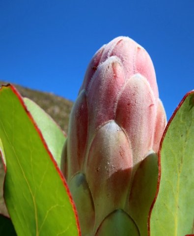 Protea compacta