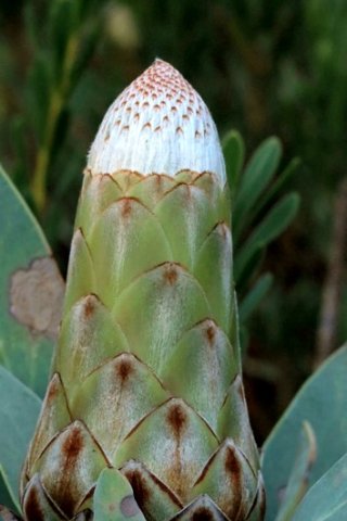 Protea nitida family outing in Hermanus