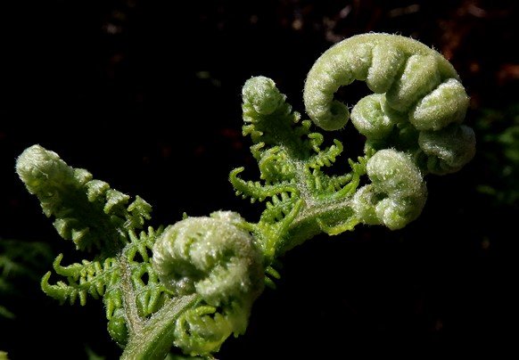 Pteridium aquilinum subsp. aquilinum juvenile frond