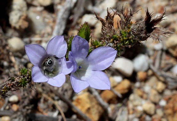 Roella dregeana var. dregeana
