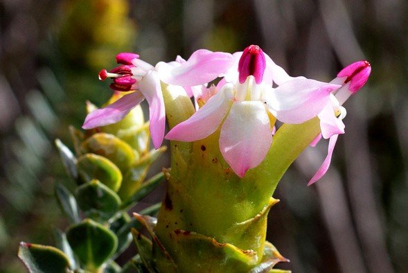 Saltera sarcocolla reclining petals