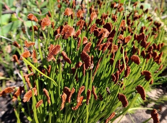 Schizaea pectinata toothbrush fern