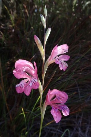 Tritoniopsis lata flowers