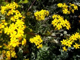 Cineraria lobata flowerheads