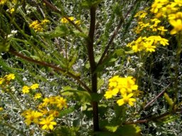 Cineraria lobata leaves and stems