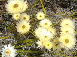 Edmondia sesamoides pale yellow bracts, brown centres