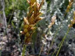 Eragrostis capensis