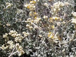 Helichrysum patulum grey and yellow