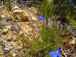 Lobelia chamaepitys at Salmonsdam