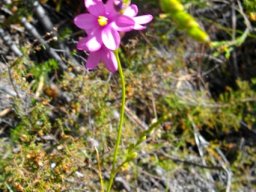 Ixia stricta