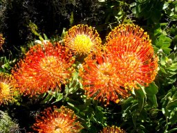 Leucospermum patersonii heads