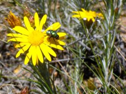 Leysera gnaphalodes and green bottle fly