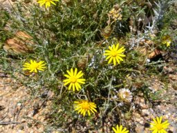 Leysera gnaphalodes flowering and fruiting