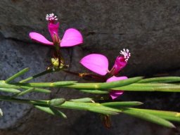 Polygala garcinii