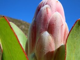 Protea compacta