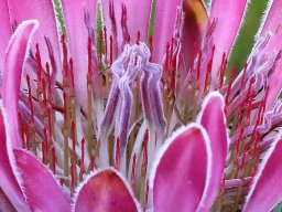 Protea compacta old flowerhead