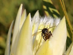 Protea repens bee-having