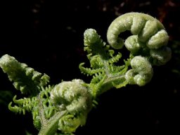 Pteridium aquilinum subsp. aquilinum juvenile frond