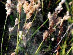Restio triticeus inflorescences