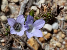 Roella dregeana var. dregeana