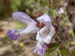 Salvia africana spotted flowers