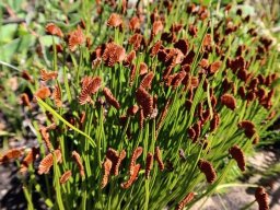 Schizaea pectinata toothbrush fern