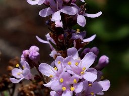 Selago canescens, bitterbos floral detail