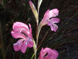 Tritoniopsis lata flowers