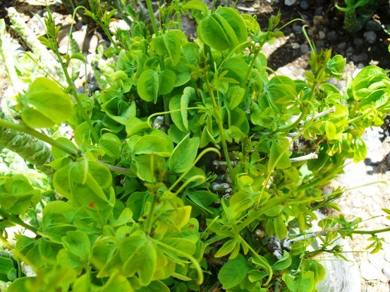 Adenia glauca