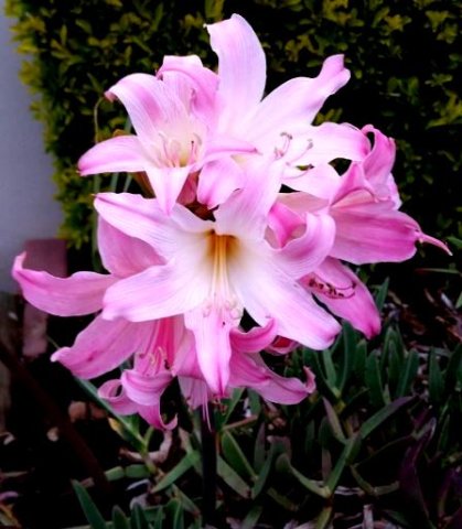 Amaryllis belladonna 