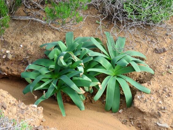 Ammocharis coranica leaves