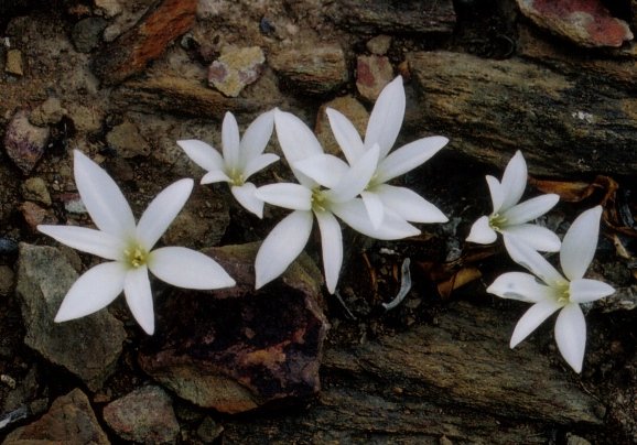 Apodolirion lanceolatum fragrance invisible