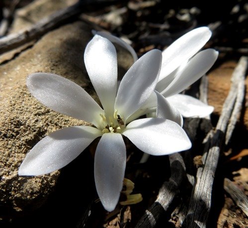 Apodolirion lanceolatum flower