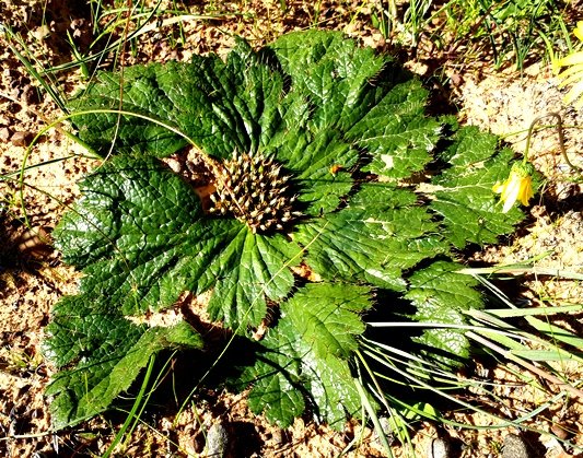 Arctopus echinatus spiny leaf margins
